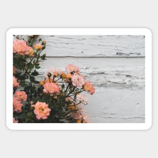 Vintage Pink Roses with Rustic Background Sticker